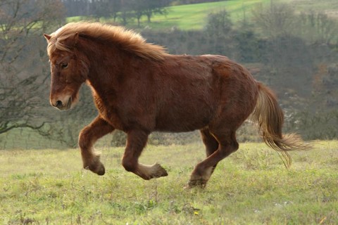 Chestnut coloured Icelander at a gallop