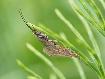 Moth mating, close-up with focus stacking, rats, Styria, Austria