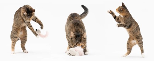Collection of many different cat behaviors placed on white background. She-cat is a crossbreed of