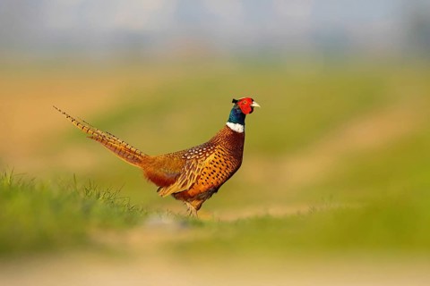 Pheasant (Phasianus colchicus), Faisan de Colchide, Faisan de chasse, Faisán Vulgar, Tiszaalpár,