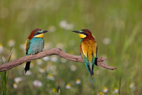 Bee-eater, (Merops apiaster), pair, perch, Tiszaalpár, Kiskunsági National Park, Bács-Kiskun,
