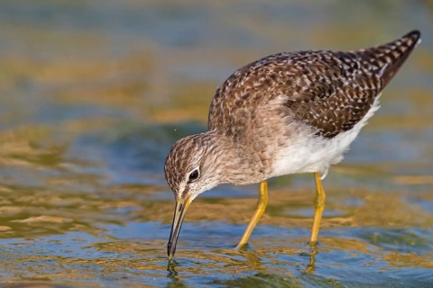 Wood sandpiper (Tringa glareola), Chevalier sylvain, Andarríos Bastardo, Raysut, Salalah, Sohar,