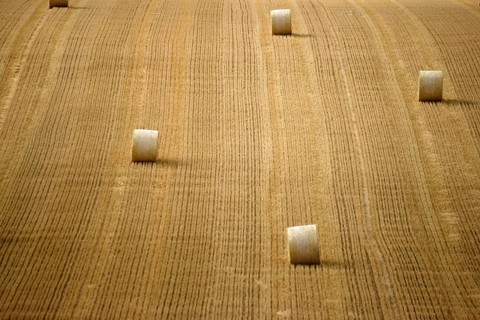 A harvested and mown grain field with rolls of straw