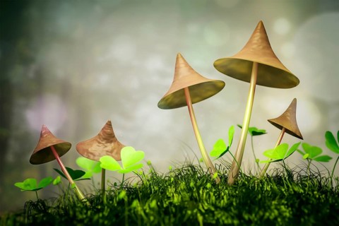 An image of some nice mushrooms in the forest