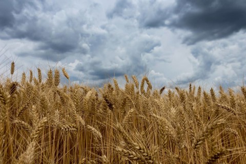 Storm clouds over wheat field