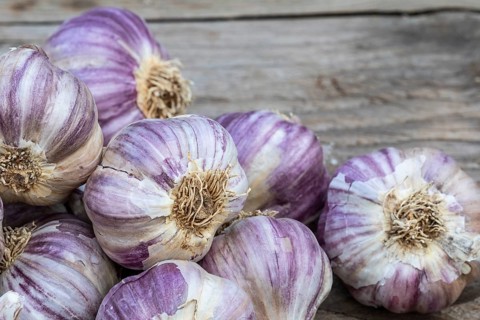Garlic on wooden vintage background. Seedlings for planting garlic