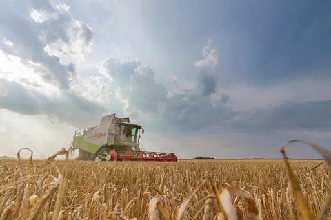 Combine harvesting a wheat field. Combine working the field