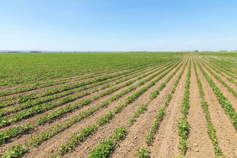 Green ripening soybean field. Rows of green soybeans. Soy plantation