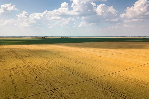 Areal view of crop fields in sunny summer day. Wheat Harvest