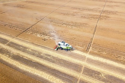 Combine harvester working on a wheat field. Combine harvester Aerial view