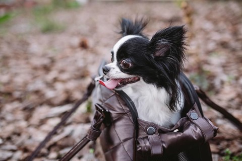 Pet Travel Carrier. Pet Carrier For Small Dog. Dog Carry Bag. Chihuahua and pet carry case.