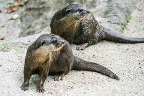 Cute oriental small-clawed otter image of. Shooting Location: Singapore