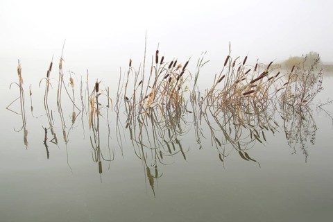 Lake landscape in mist, stems of reeds reflected in water
