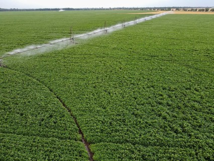 Large round field of soybeans with automatic watering, a system for watering crops