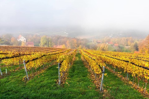Autumn atmosphere with leaves changing colour, morning mist over vineyard and hilly landscape