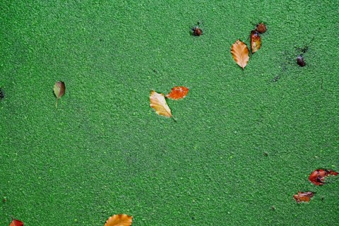 Green duckweed covers small pond with autumn leaves