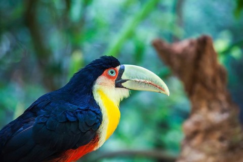 Large bird with bright plumage and huge beak. Toucan in American zoo of exotic tropical birds