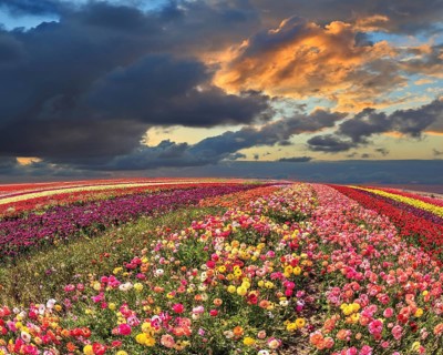 Spring thundercloud closes the sky. Buttercups blooming garden. Farmers field with flowers grown
