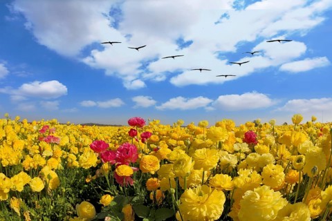 Spring in Israel. Picturesque large field of beautiful yellow buttercups ranunculus