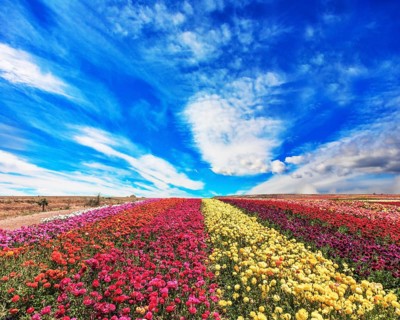The field of buttercups /ranunculus/ on windy spring day. The flowers are brightly colored stripes