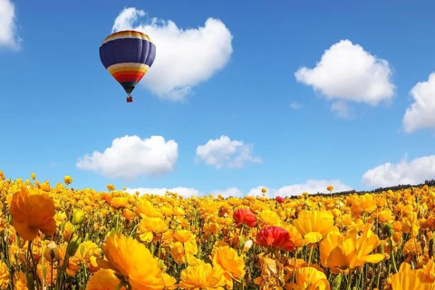 The blossoming fields of garden buttercups. Huge multicolored balloon flies slowly over the field.