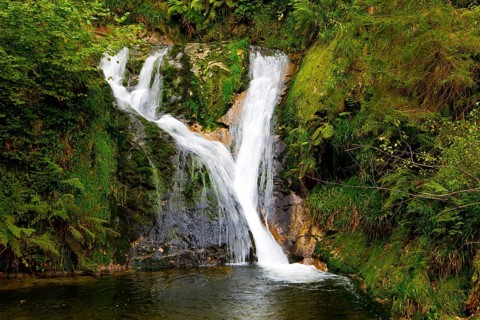 Germany. The Black Forest /Schwarzwald/ - famous forest in the center of Europe. Picturesque