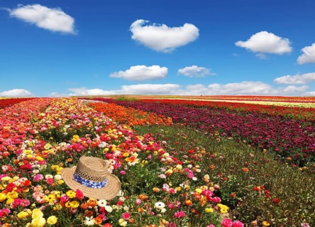Field of multi-colored decorative buttercups Ranunculus Bloomingdale. Flowers planted with broad