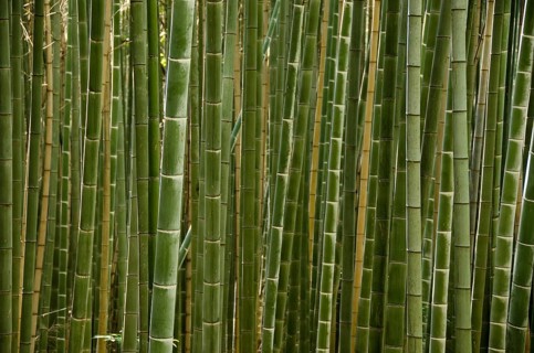 Background of a green stems of a japanese bamboo forest seen from the side, Osaka, Japan