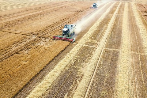 Combine harvester working on a wheat field. Combine harvester Aerial view