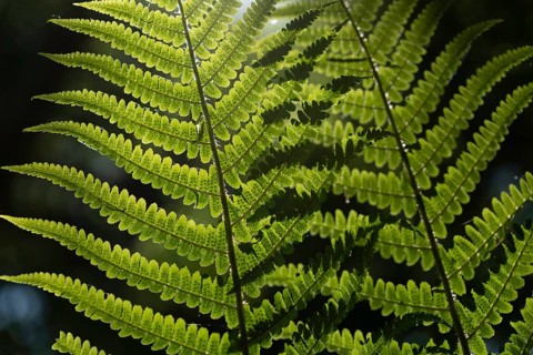 Fern leaf in the forest in spring.Alsace, France