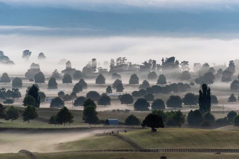 Great pasture landscape in the early morning in Matamata, North Island of New Zealand