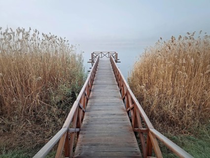 Wooden dock extending into a foggy lake, flanked by tall, dry reeds. Serene and atmospheric scene