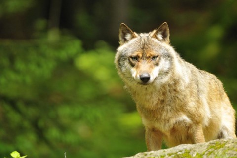 Wolf observes his surroundings