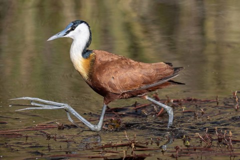 Blue-fronted Jacamar Sandgrouse (Actophilornis africanus), also known as the Jesus bird, walks