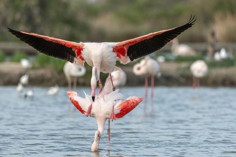 Greater Flamingo couple mating in courtship (Phoenicopterus roseus) in a swamp in spring. Saintes