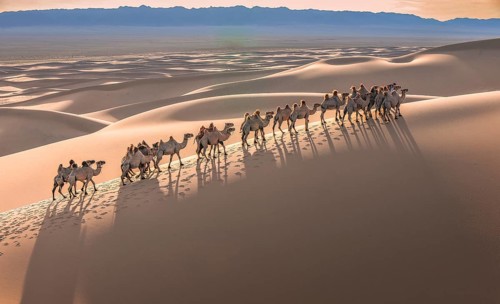 Caravan Camels in Gobi desert
