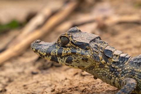 Caiman (Caimaninae), Crocodile (Alligatoridae), crocodile (Crocodylia), animal portrait, young