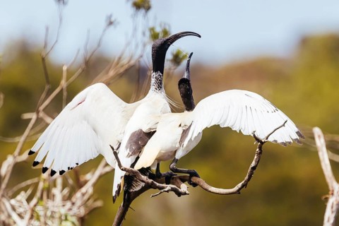 Australian White Ibis and nesting grounds at Coolart Wetlands and Homestead in Somers on a hot