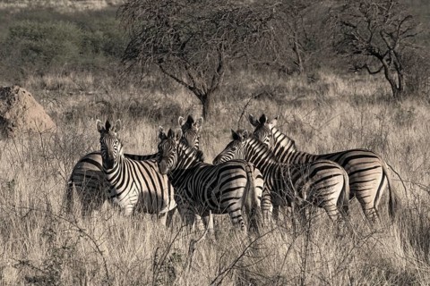 Small herd of zebras at the erongo mountains in Namibia