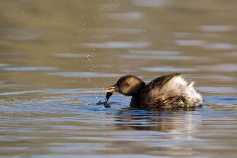 Little Grebe with prey. Little Grebe with bait