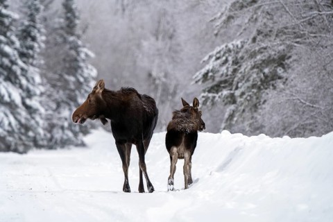 Moose in the Snow in Riding Mountain Provincial Park Canada