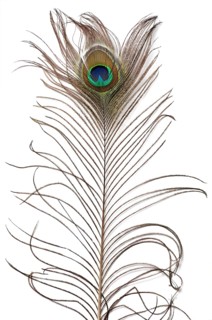Peacock feather texture isolated on white background