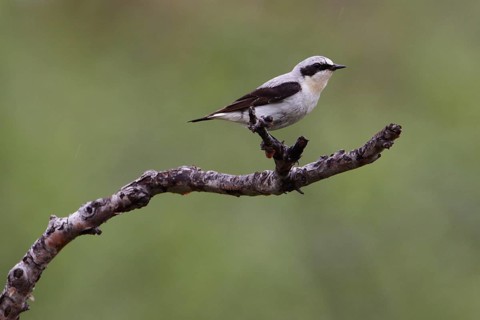 Wheatear, Oenanthe oenanthe, Wheatear