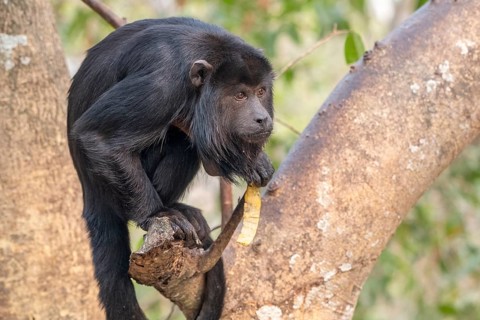 Black howler (Alouatta), Pantanal, inland, wetland, UNESCO Biosphere Reserve, World Heritage Site,