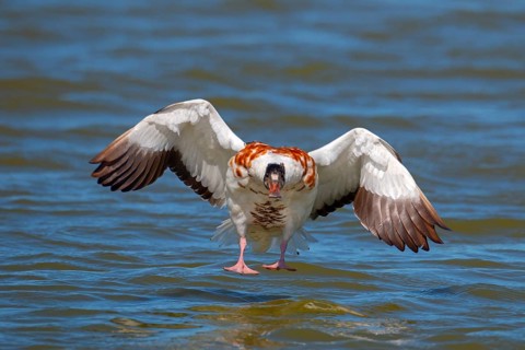 Shelduck, Tadorna tadorna, landing, flying