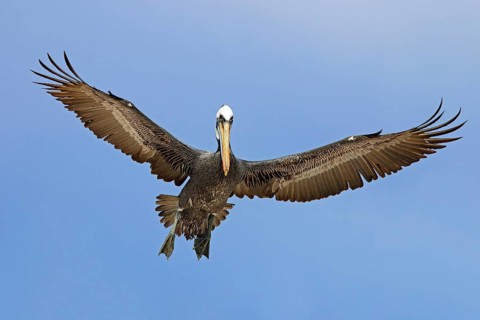 Brown pelican, Pelecanus occidentalis, flies, Landu