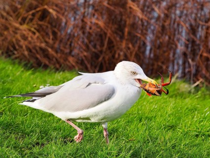 Seagull (Larinae) eating a crab, Brouwersdam, province of South Holland, Netherlands
