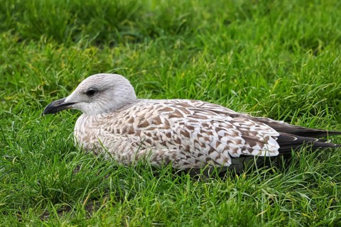 Seagull (Larinae) sitting in the grass, Brouwersdam, province of South Holland, Netherlands