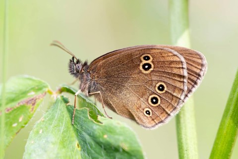 Brown woodland bird (Aphantopus hyperantus), sitting in a wild meadow, North Rhine-Westphalia,