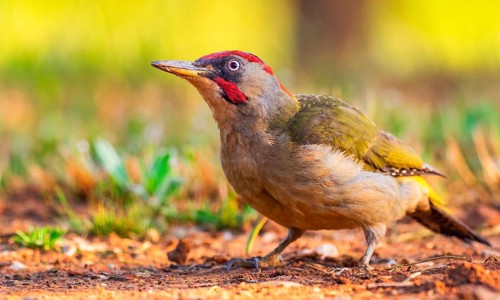 European Green Woodpecker, Picus viridis, Mediterranean Forest, Castilla La Mancha, Spain